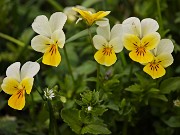 65 e pure la Viola biflora (Viola gialla)  